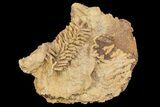 Fossil Pine Branch & Leaves Preserved In Travertine - Austria #113204-2